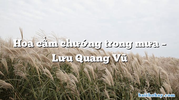 Hoa cẩm chướng trong mưa  –  Lưu Quang Vũ