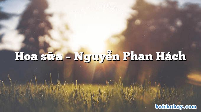 Hoa sữa  –  Nguyễn Phan Hách