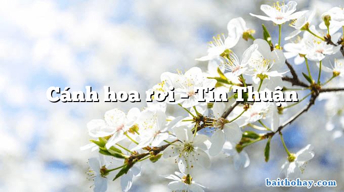 Cánh hoa rơi – Tín Thuận