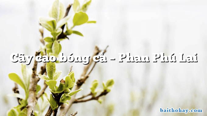 Cây cao bóng cả – Phan Phú Lai