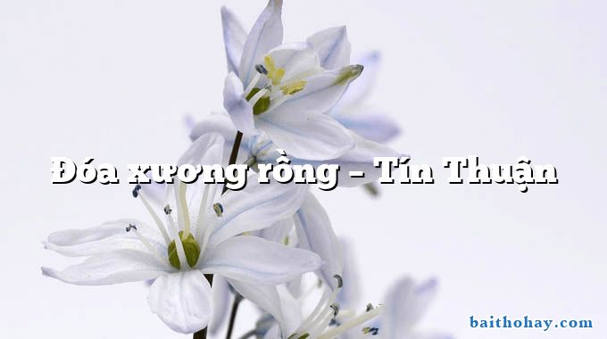 Đóa xương rồng – Tín Thuận