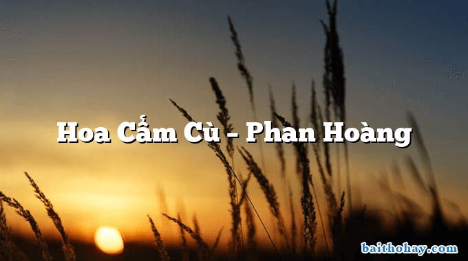 Hoa Cẩm Cù – Phan Hoàng