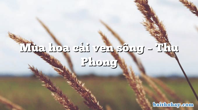 Mùa hoa cải ven sông – Thu Phong
